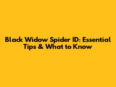 Black Widow Spider ID: Essential Tips & What to Know