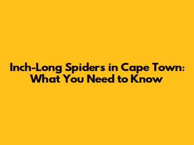 Inch-Long Spiders in Cape Town: What You Need to Know