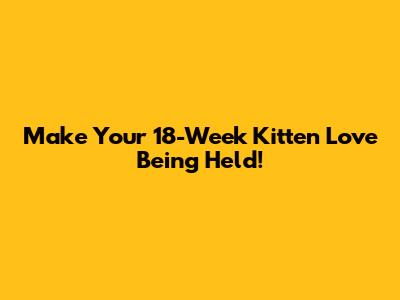 Make Your 18-Week Kitten Love Being Held!