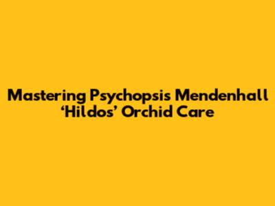 Mastering Psychopsis Mendenhall ‘Hildos’ Orchid Care