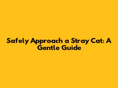 Safely Approach a Stray Cat: A Gentle Guide