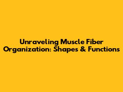 Unraveling Muscle Fiber Organization: Shapes & Functions