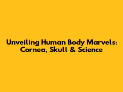 Unveiling Human Body Marvels: Cornea, Skull & Science